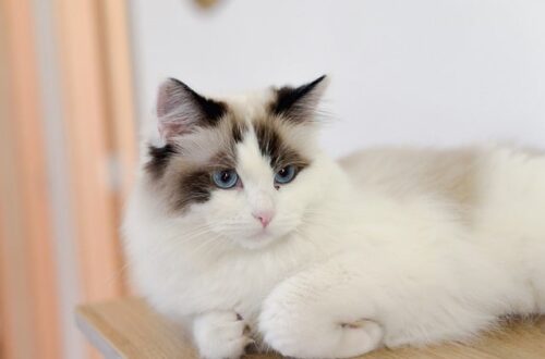 고양이 종합 영양제