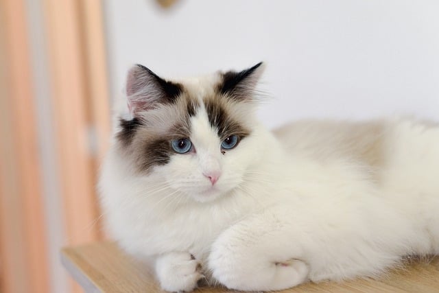 고양이 종합 영양제